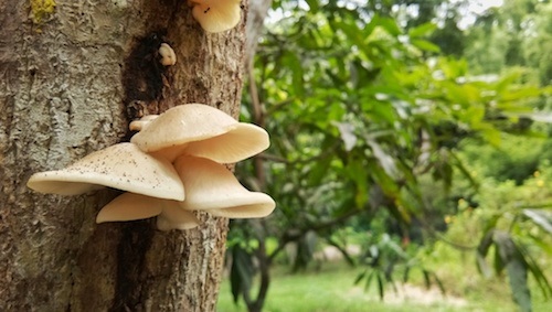 mushrooms begin growing