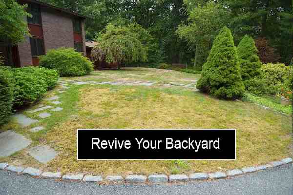 Revive Your Backyard