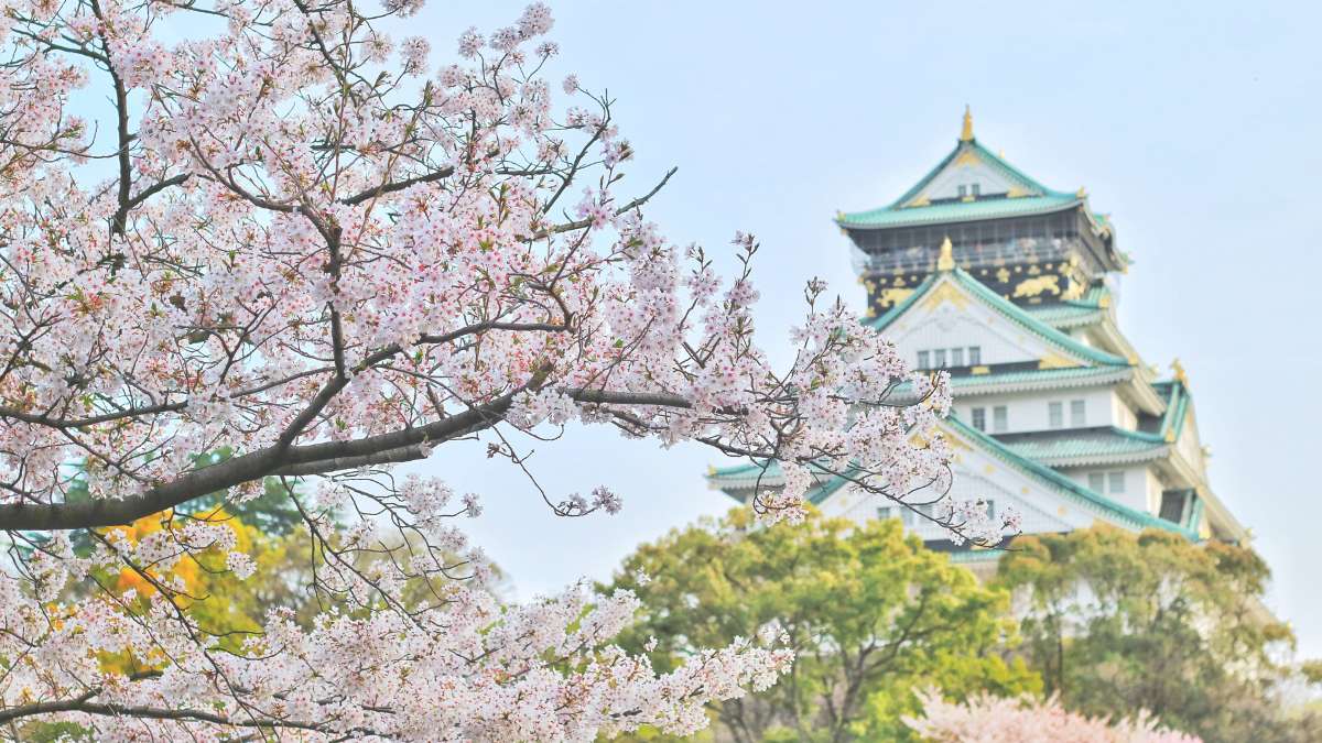 Japans Cherry Blossom Wonderland